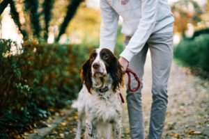 Photo sheepdog breed